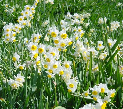 Narcissuses at Tumekizaki Point