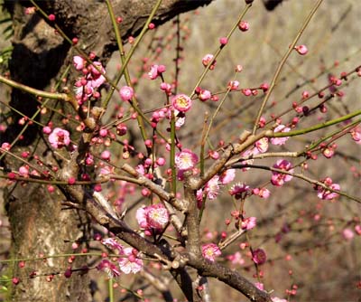 Red blossoms of ume