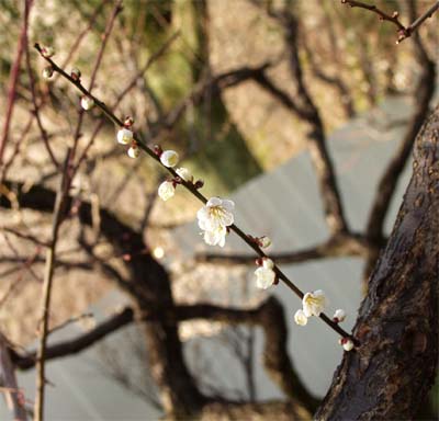 White blossoms of ume