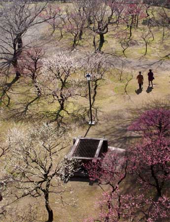 Ume Blossoms of Kumamoto Castle
