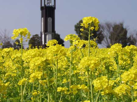Rape Blossoms in full bloom