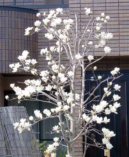 Magnoloa