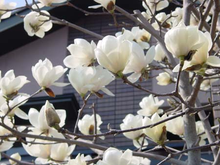 Magnoloa