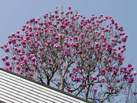 Magnolia