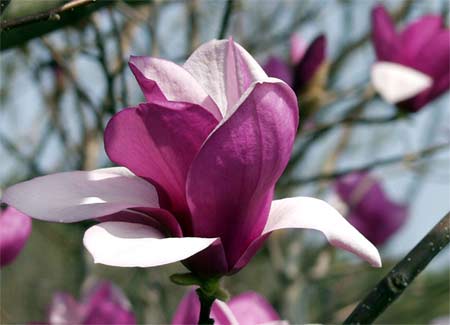 Magnolia