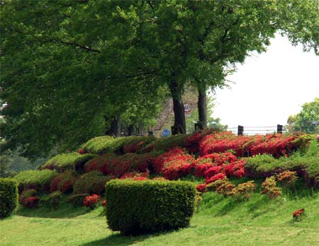 Red Azelias under Green Leaves