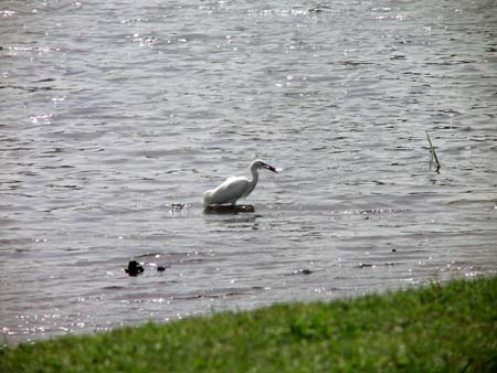 Egret
