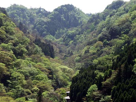 Kikchi Glen in New Green