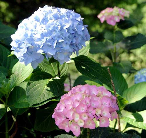 Hydrangea at lake Ezu