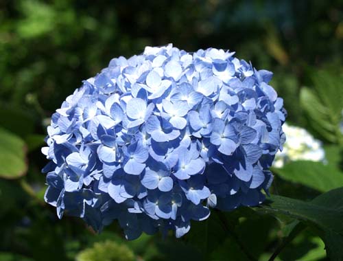 Hydrangea at lake Ezu