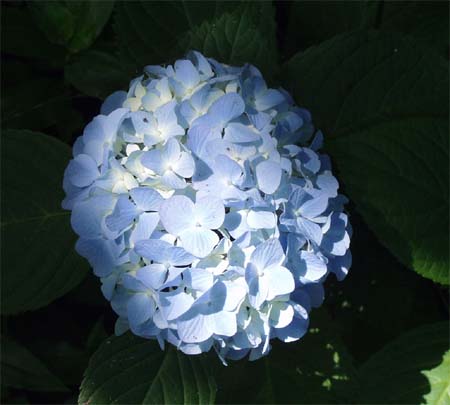 Hydrangea at lake Ezu