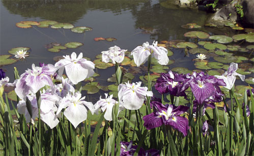 Iris at Syohinken