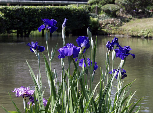 Iris at Syohinken