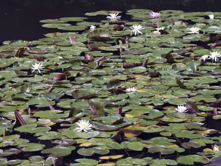 Water-lily at Syohinken