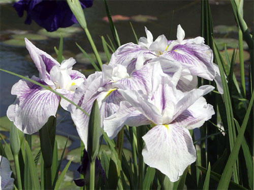 Iris at Syohinken