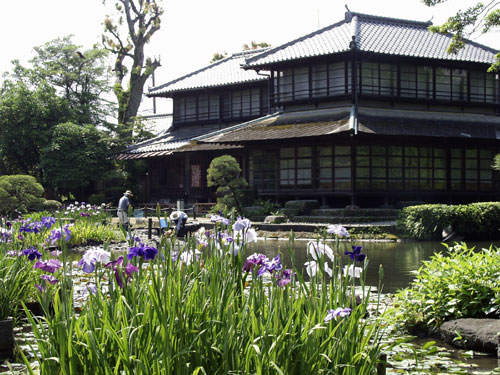 Iris at Syohinken