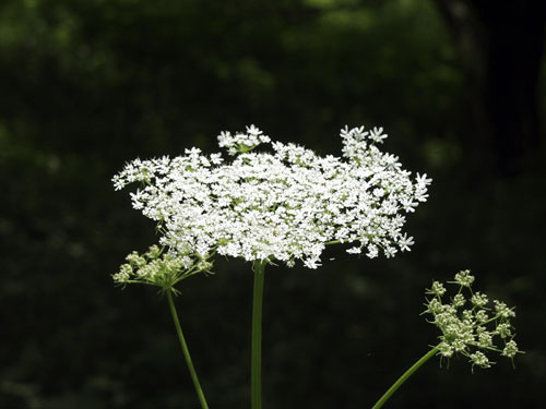 Aso-Nokogiriso