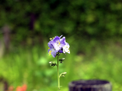 Hana-Shinobu