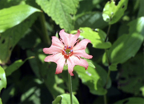 Hana-Shinobu