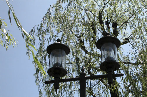 Willow & lamps