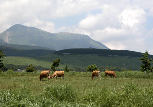 The horses at the bottom of Mt.Kuju