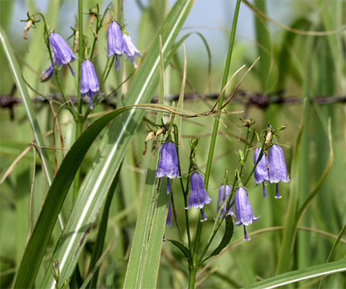 Bellflower