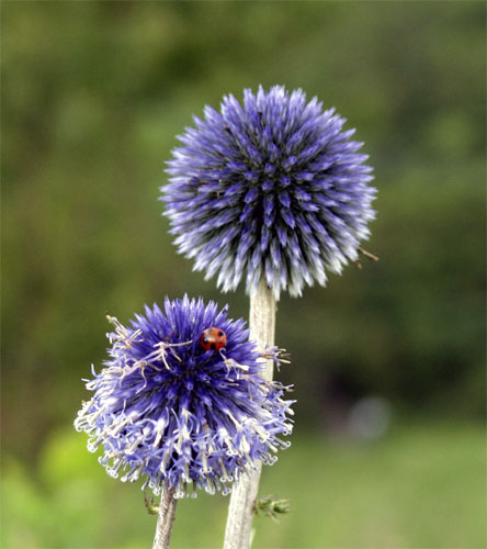 Ladybird & Echinops