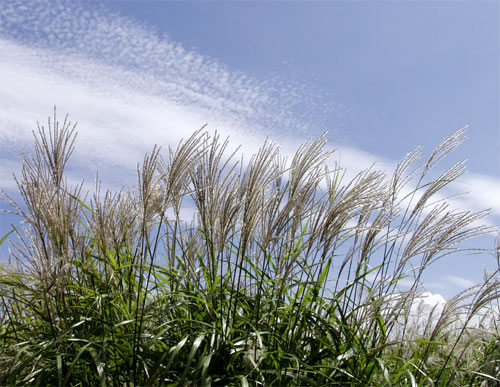 Pampasgrass
