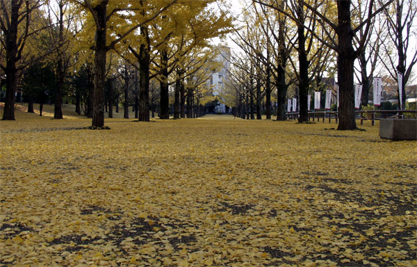 Ginkgo Trees at the Front Yard of Pref. Building