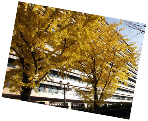 yellow leaves