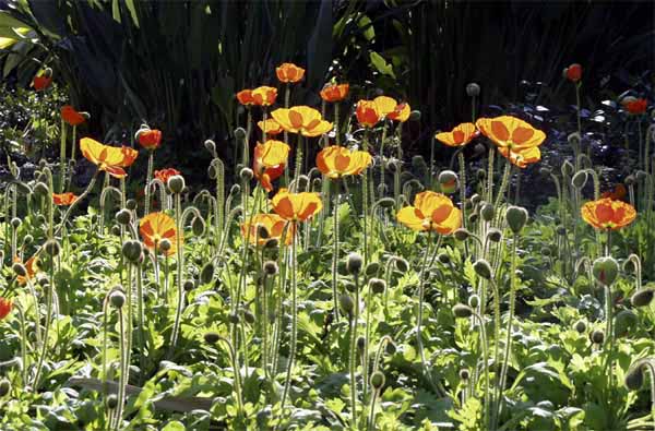 Poppies