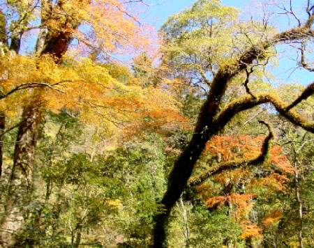 Yellow leaves at Kikuchi glen
