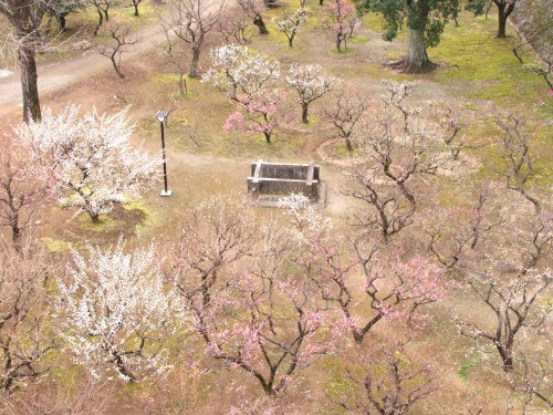 Ume blossoms