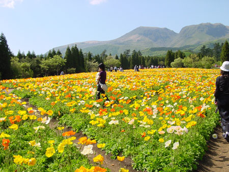 Poppies at their best