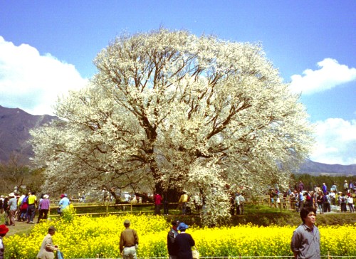 Cherry Blossoms of Isshingyo