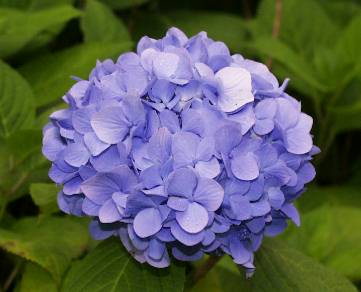 hydrangea