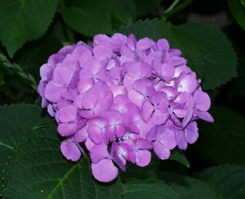 hydrangea