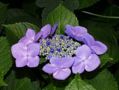 hydrangea