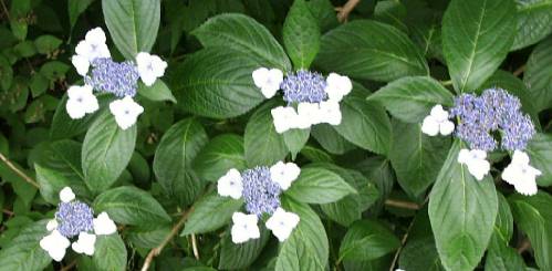hydrangea