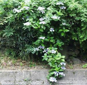 hydrangea