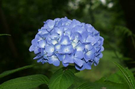 hydrangea