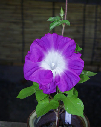 morning glory