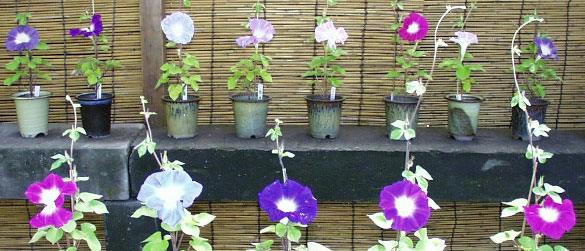 morning glories