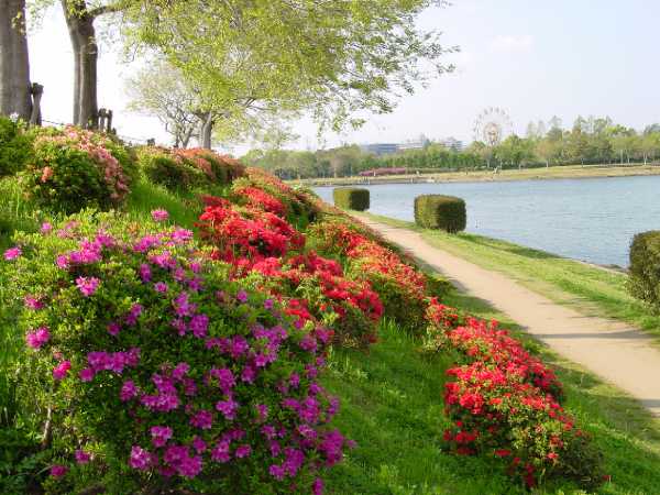 azalea