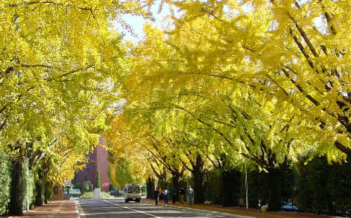 The row of ginkgo trees at Kumamoto Gakuen University