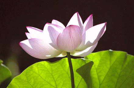 lotus