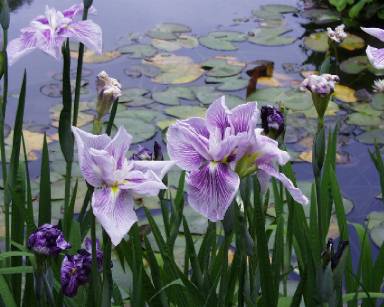 iris