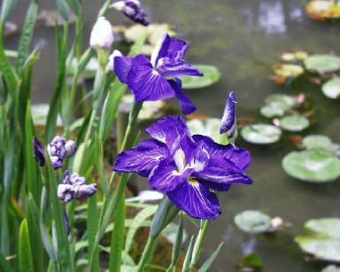 iris