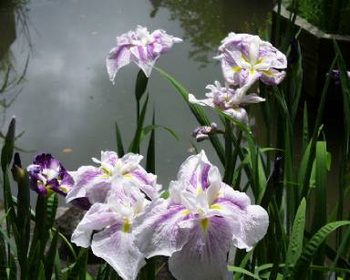 iris