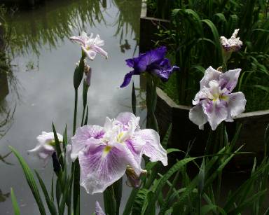 iris